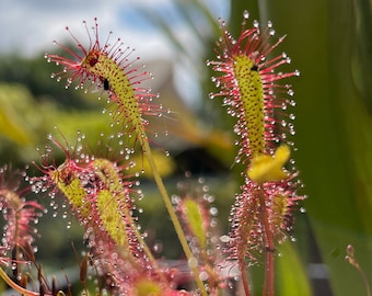 Drosera anglica (English Sundew) 20+ fresh seeds (2023 harvest)