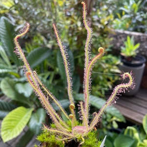 May include: A close-up of a carnivorous sundew plant with long, thin, red-tipped tentacles covered in glistening droplets of dew. The plant is growing in a pot with moss.