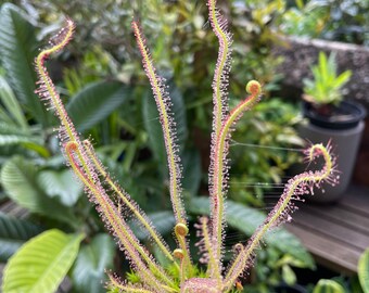 Drosera filiformis (Threadleaf Sundew) 20+ fresh seeds (2023 harvest)