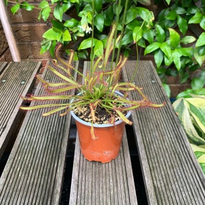 May include: A small potted carnivorous plant with long, thin, red-tipped leaves. The plant is in a brown plastic pot with a white rim.