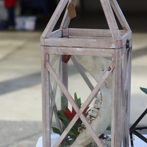 Bovine jaw bone lantern with wasp nest