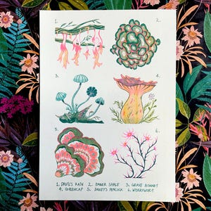May include: A botanical illustration featuring six different types of mushrooms, each labeled with a name. The mushrooms are depicted in various colors, including pink, green, and yellow, against a white background. The image is on a floral patterned surface.