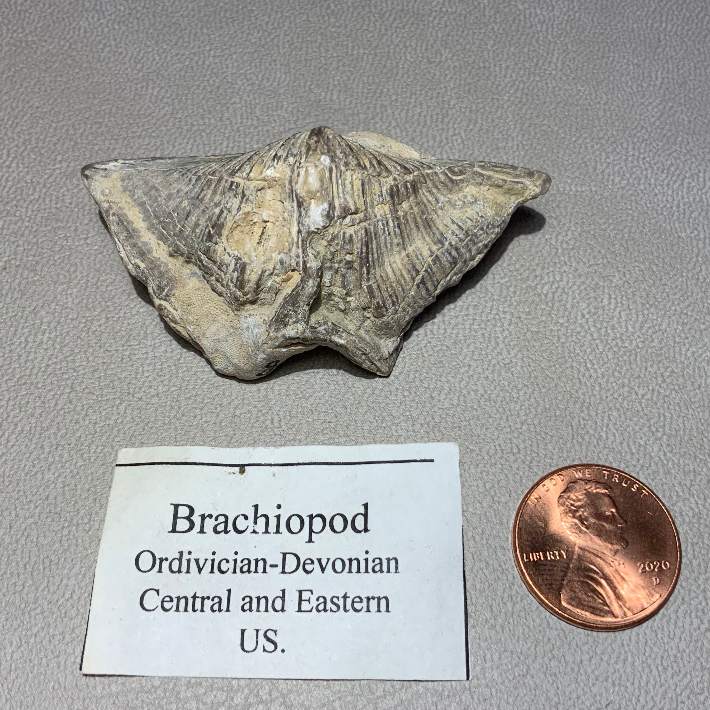 Brachiopod Shell Fossil With Identification Tag.  In. - Etsy