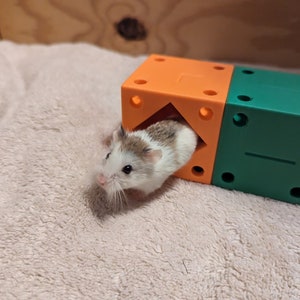 Daily Fluff: Hamster uses Vine app to make creative videos