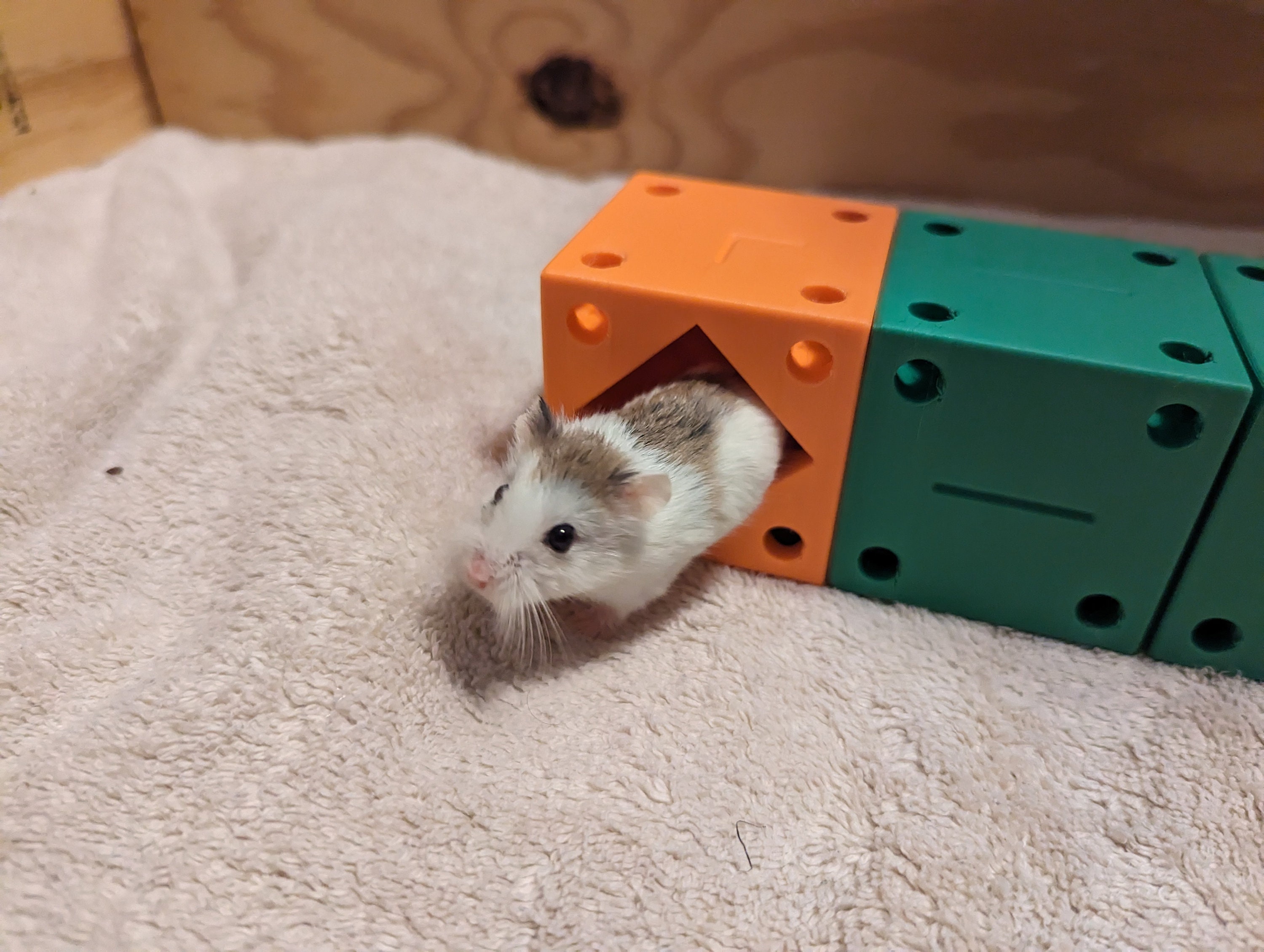 Hamster maze store cage