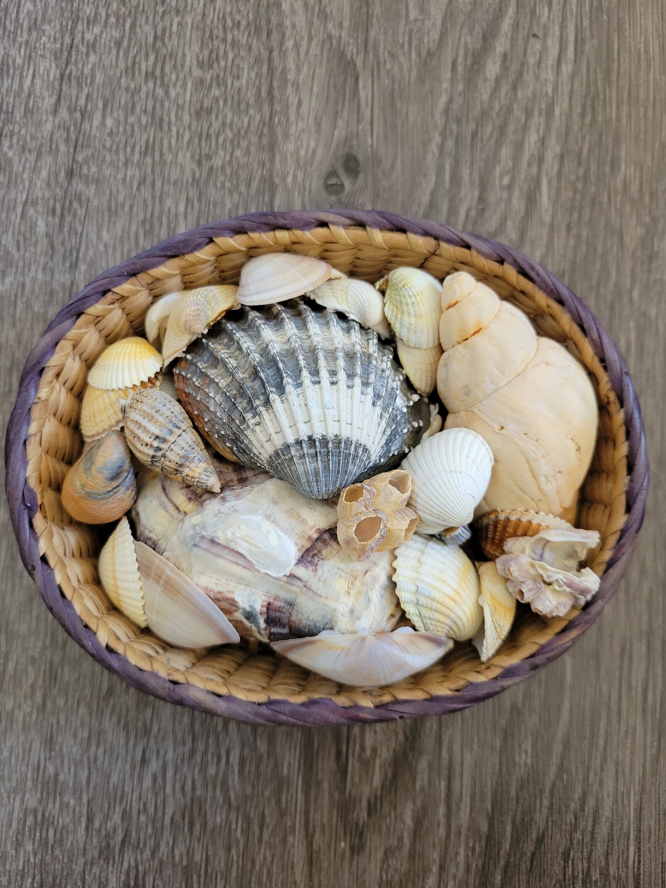 Panier de Coquillages d'utah Beach