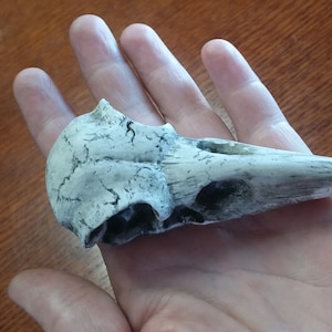 May include: A bird skull replica featuring a weathered, off-white finish with dark, recessed cracks and crevices across the cranium and beak. The object displays a pointed, elongated beak and hollow eye sockets, showcasing a textured, aged appearance.