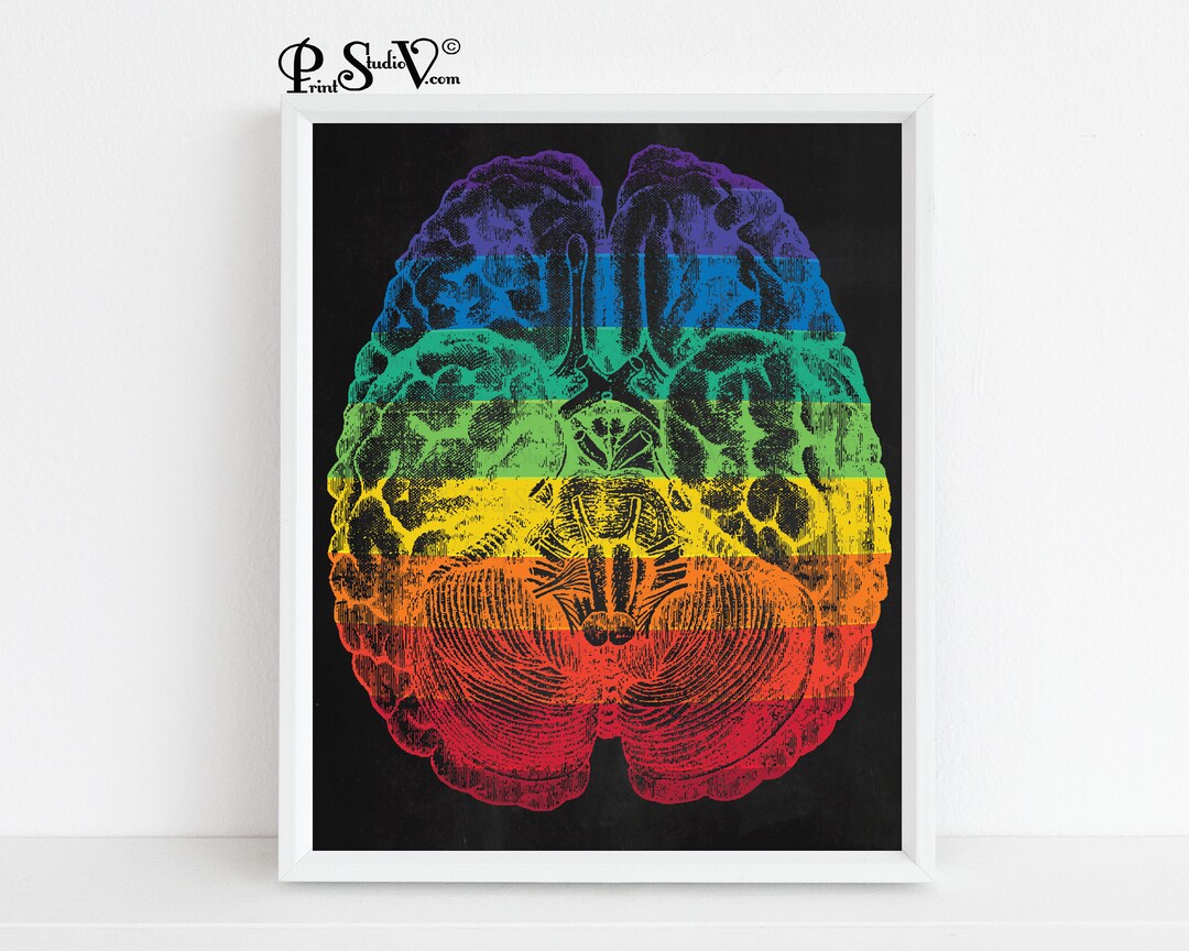 Brain Anatomy Print Wall Art Rainbow Anatomy Art Brain - Etsy