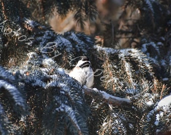Chickadee bird digital download, winter nature photo