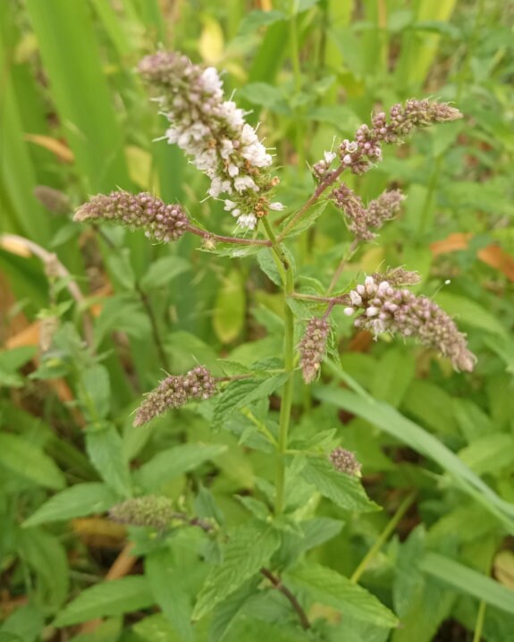 Native Mint mentha Arvensis Seeds 100 Count Seed Packet Etsy
