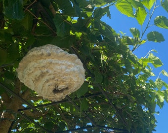 Faux nid de guêpes - Gardez les guêpes et les abeilles hors de votre jardin - Avec des huiles éthériques !