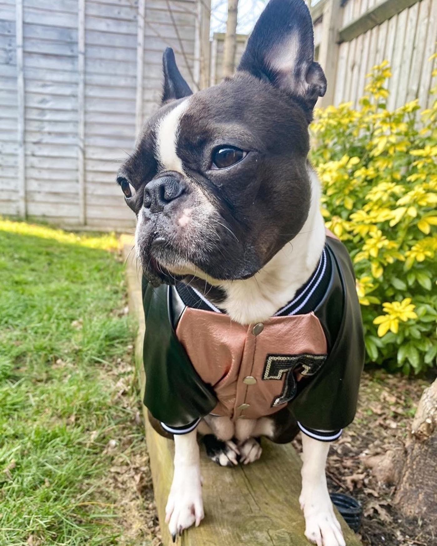 Dog Letterman Jacket - Etsy