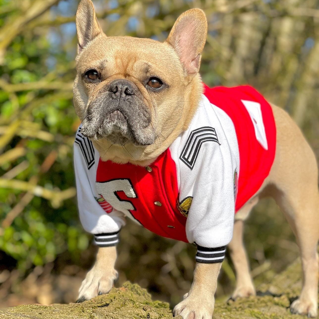 Dog Varsity Jacket Etsy