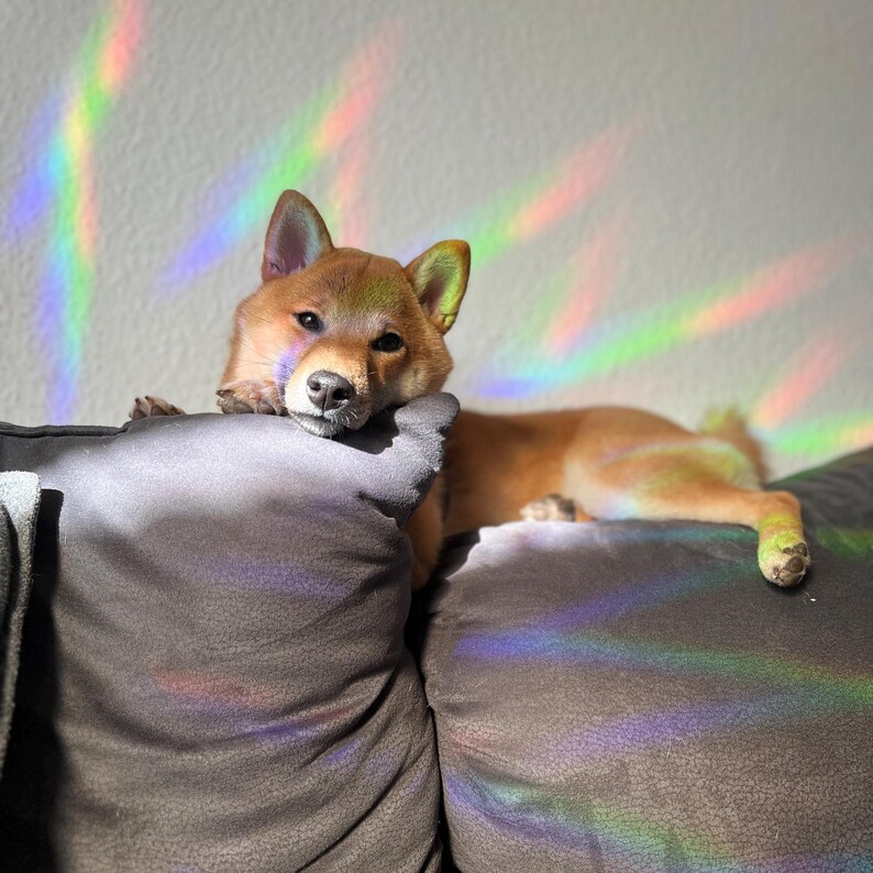 Pu&ograve; includere: Un cane Shiba Inu marrone e bianco sdraiato su un divano grigio con una luce di prisma arcobaleno che si riflette sul divano.