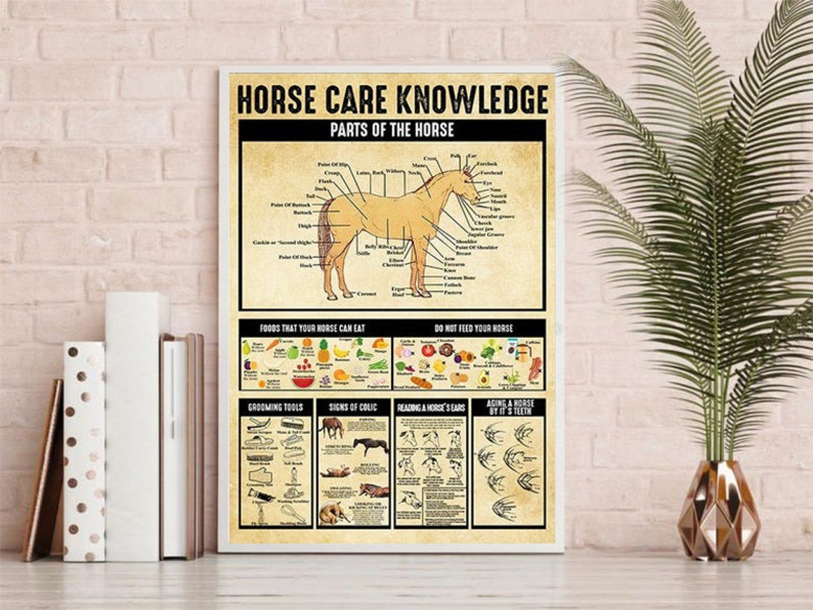 Horse Care Knowledge Wall Art Poster No Frame Etsy