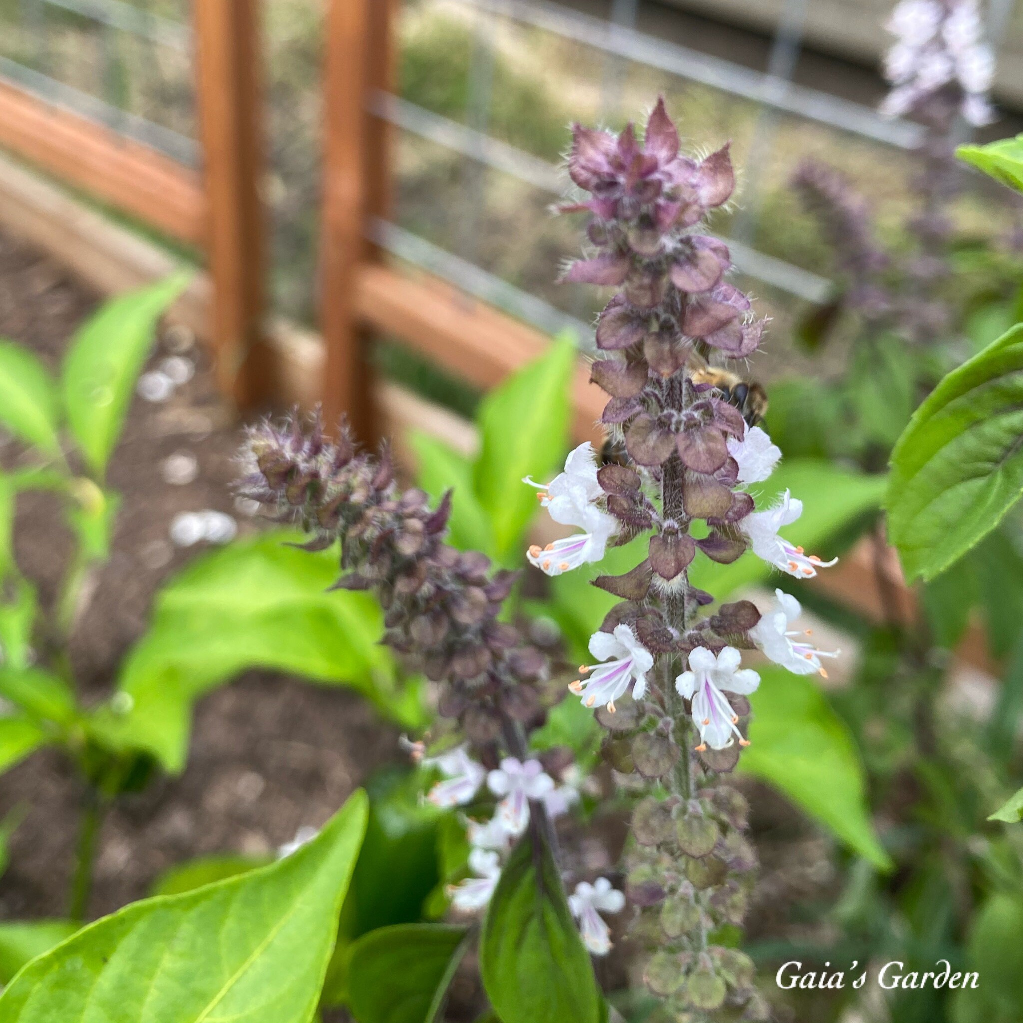 LIVE African Blue Basil Organically Grown Etsy