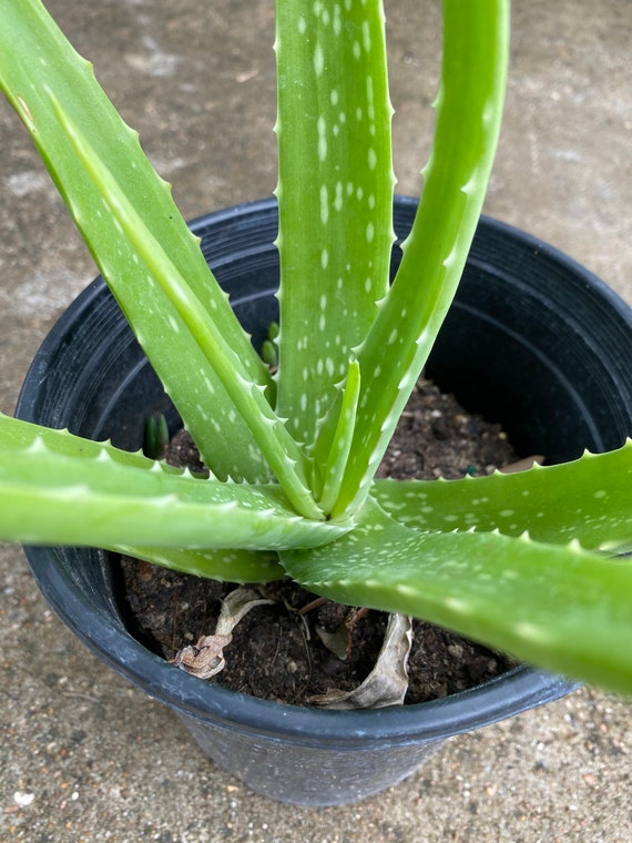 LIVE Organic Aloe Vera Plant Multiple Sizes Available Etsy