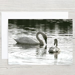 Cartão em branco...Cisnes-Fotografia de belas artes...Mamãe e bebê Cisnes