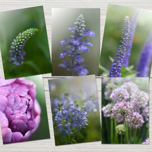 Cartes vierges... Fleurs-Photographie d'art-Teintes violacées du jardin