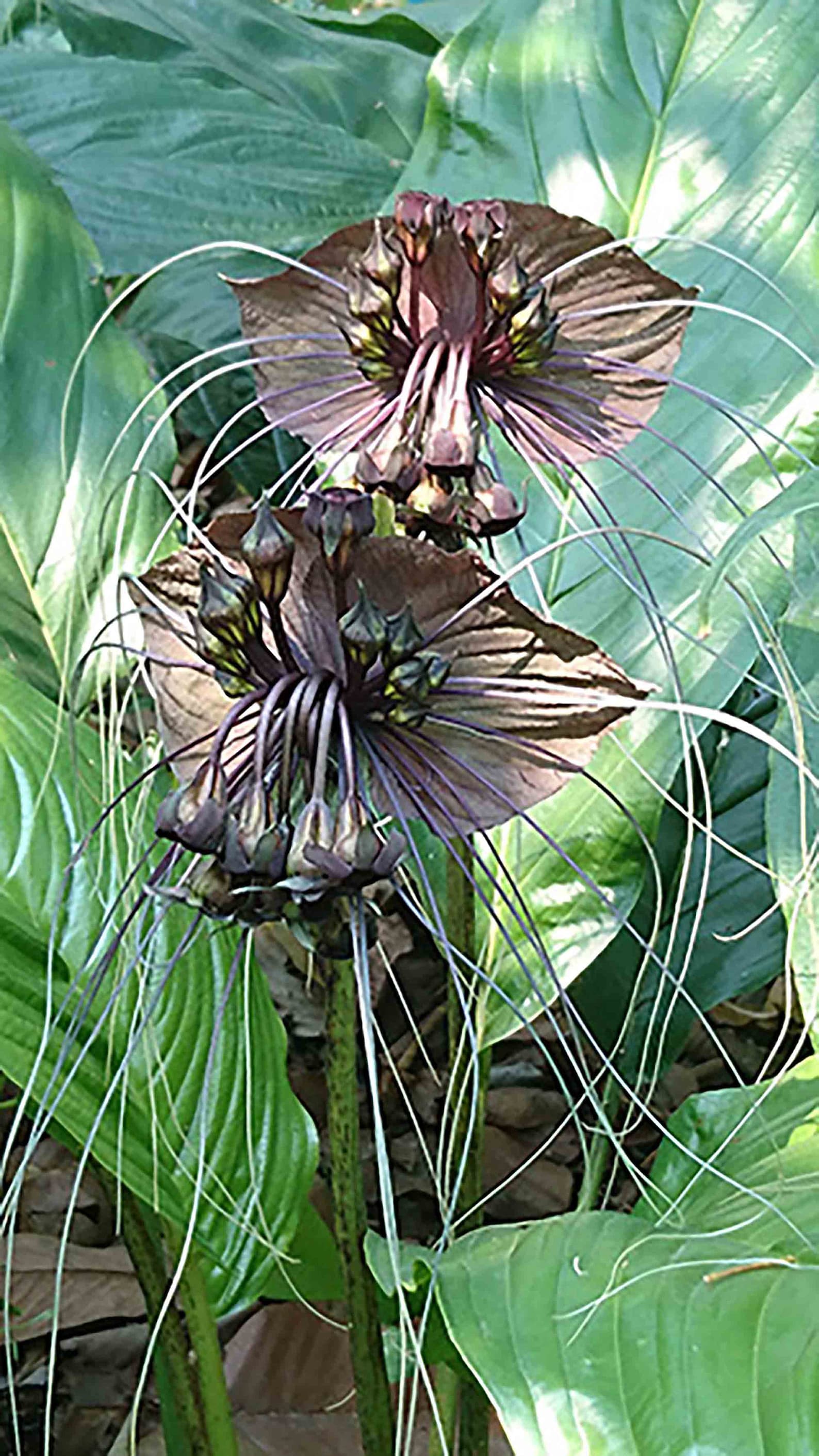 Tacca Chantrieri Black Bat Flower Lily Live Tropical Plant Etsy
