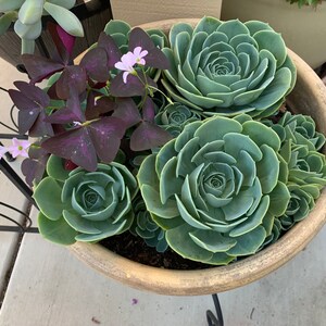 2 BLUE ROSES aeoniums cuttings（diameter 4-5＂）please notice,  I just sell cuttings,  not whole plants.