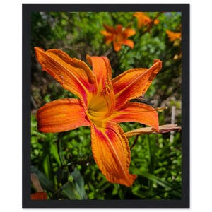 Tiger Lily Framed Art Print: Botanical Floral Photography, Ready to Hang
