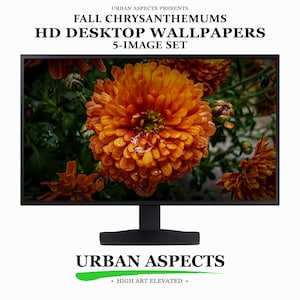 May include: A black computer monitor displaying a vibrant orange chrysanthemum flower with water droplets on its petals. The text above reads URBAN ASPECTS PRESENTS FALL CHRYSANTHEMUMS HD DESKTOP WALLPAPERS 5-IMAGE SET. Below is URBAN ASPECTS HIGH ART ELEVATED.