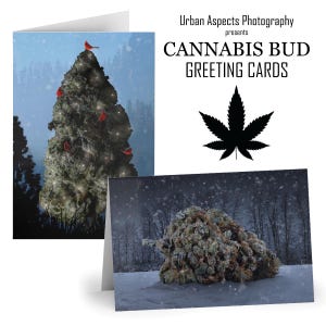 Cartes de voeux Cannabis Bud (Silent Night et la forêt verte)