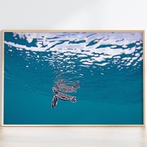 Leatherback Sea Turtle Hatchling Photo Print, Ocean Turtle Wall Art Poster image 3