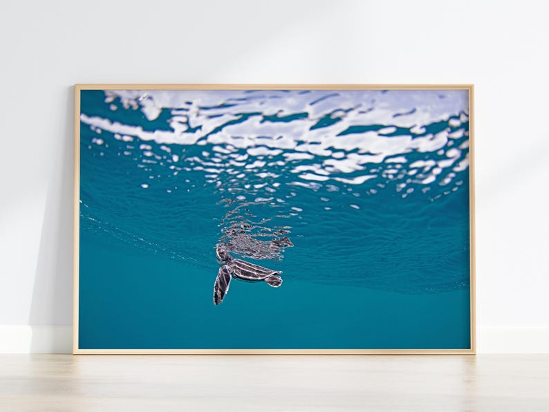 Leatherback Sea Turtle Hatchling Photo Print, Ocean Turtle Wall Art Poster image 3
