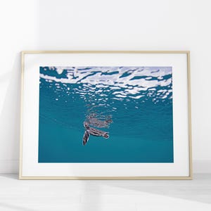 Leatherback Sea Turtle Hatchling Photo Print, Ocean Turtle Wall Art Poster image 1