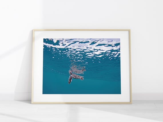 Leatherback Sea Turtle Hatchling Photo Print, Ocean Turtle Wall Art Poster