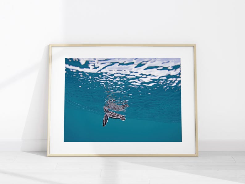 Leatherback Sea Turtle Hatchling Photo Print, Ocean Turtle Wall Art Poster image 1