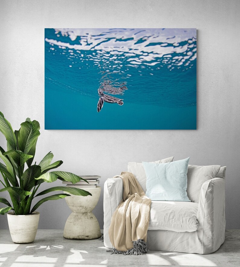 May include: A small sea turtle swims in clear blue water. The turtle is facing the camera and its head is above the surface of the water. The water is clear and you can see the bottom of the ocean.