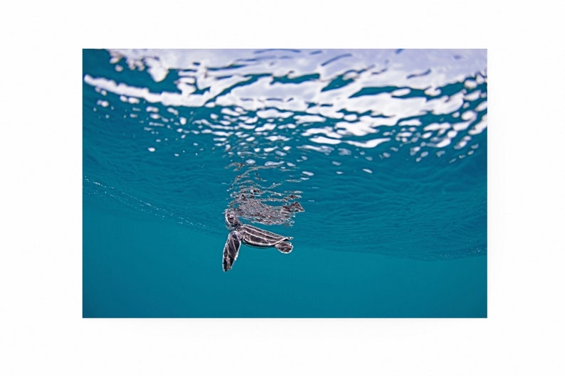 May include: A small sea turtle swims in clear blue water. The turtle is facing the camera and its flippers are outstretched. The surface of the water is visible above the turtle.