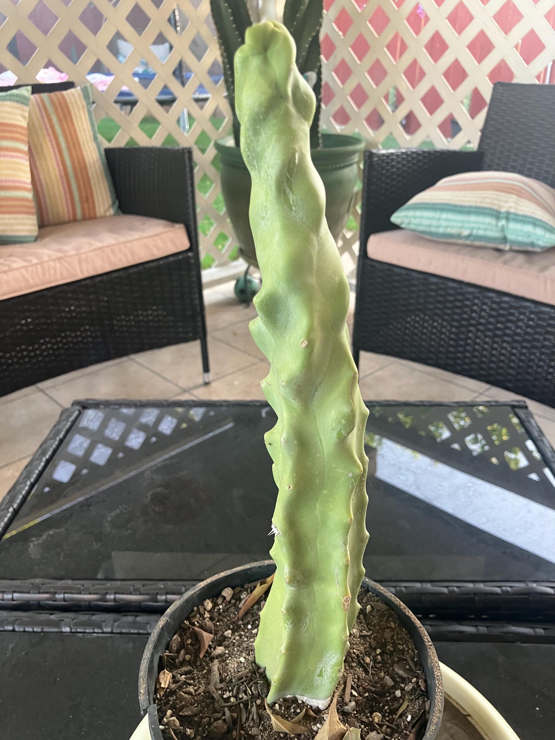 Cactus775 - Etsy