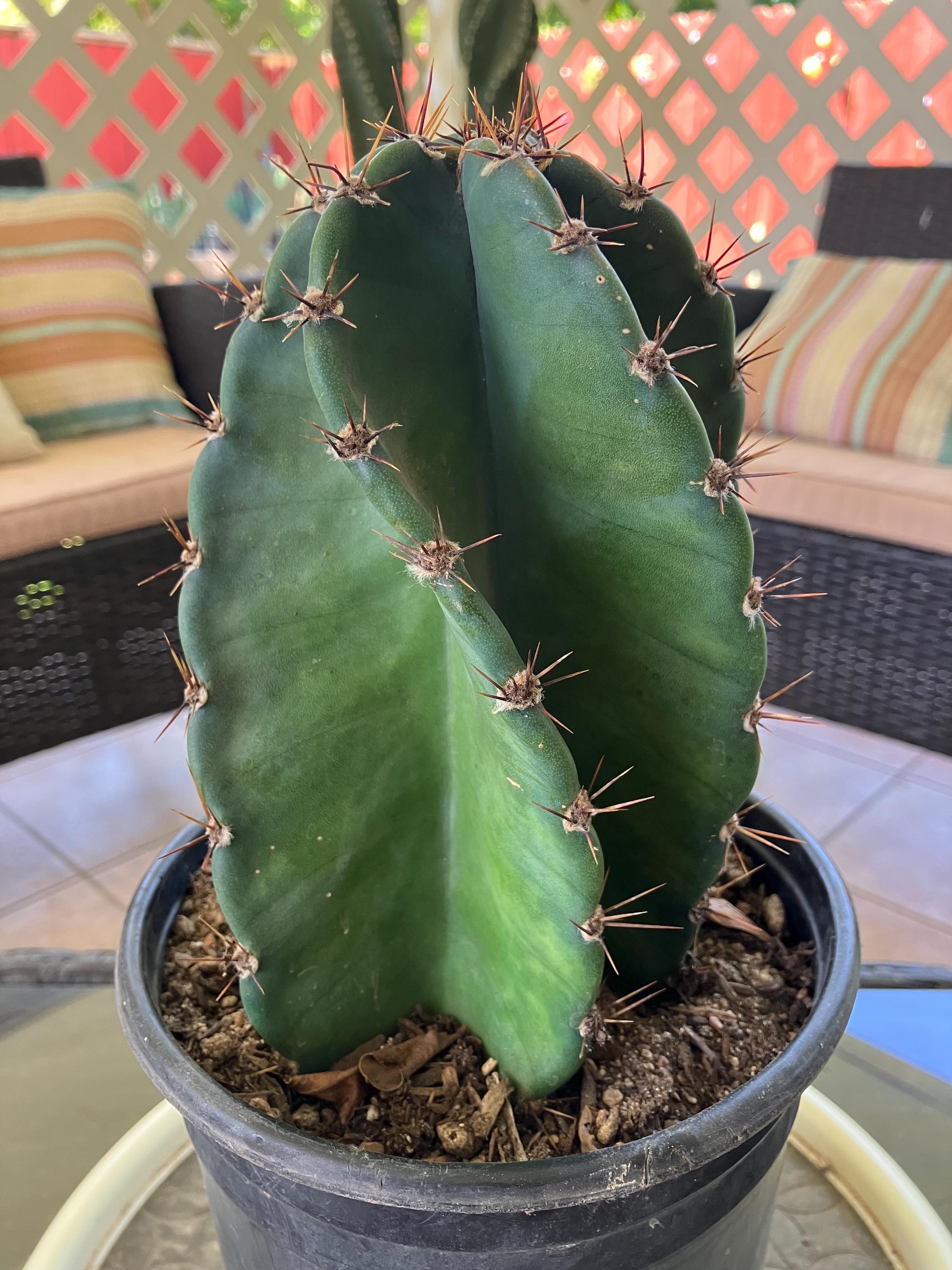 Cactus775 - Etsy