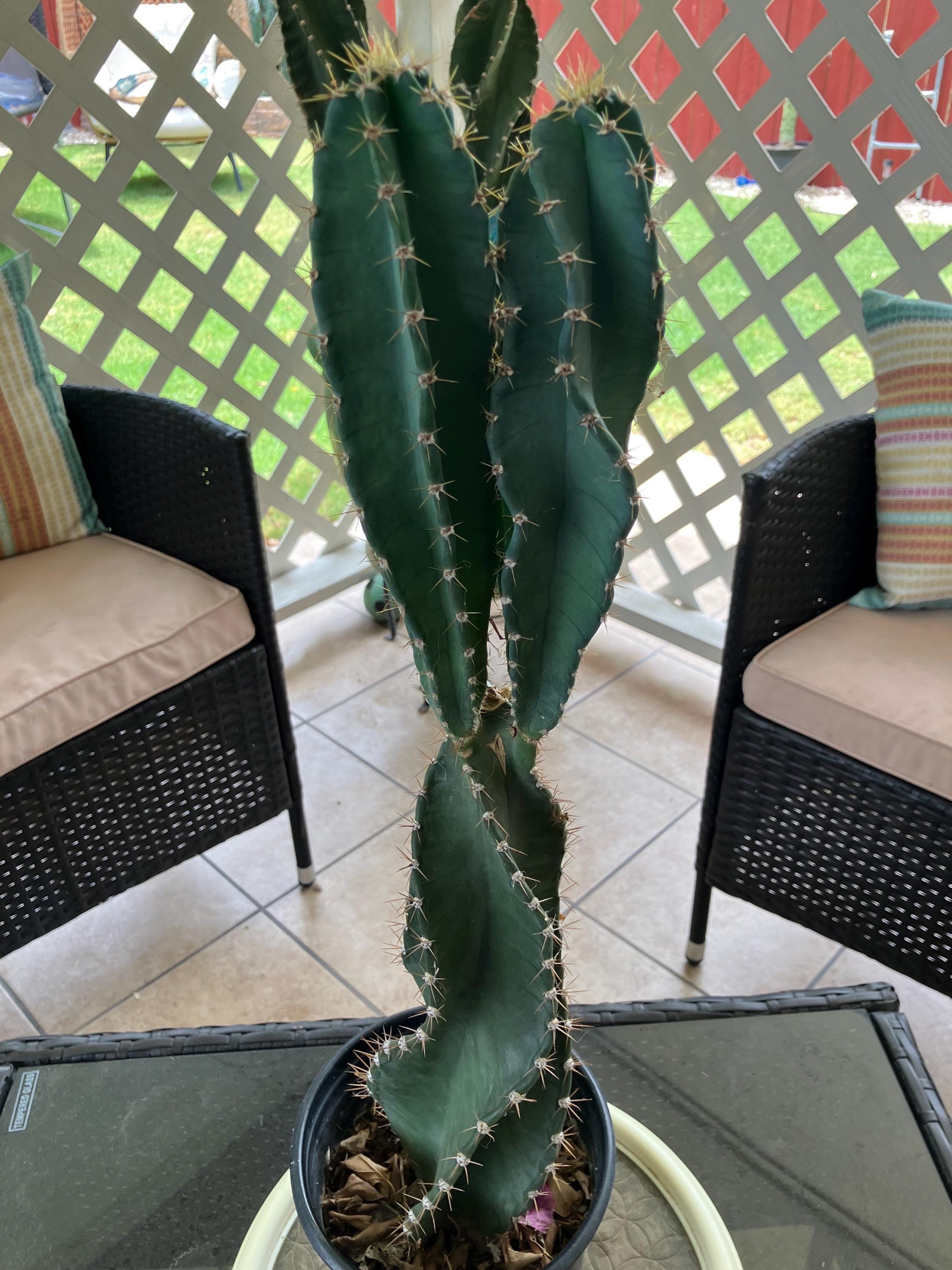 Cactus775 - Etsy