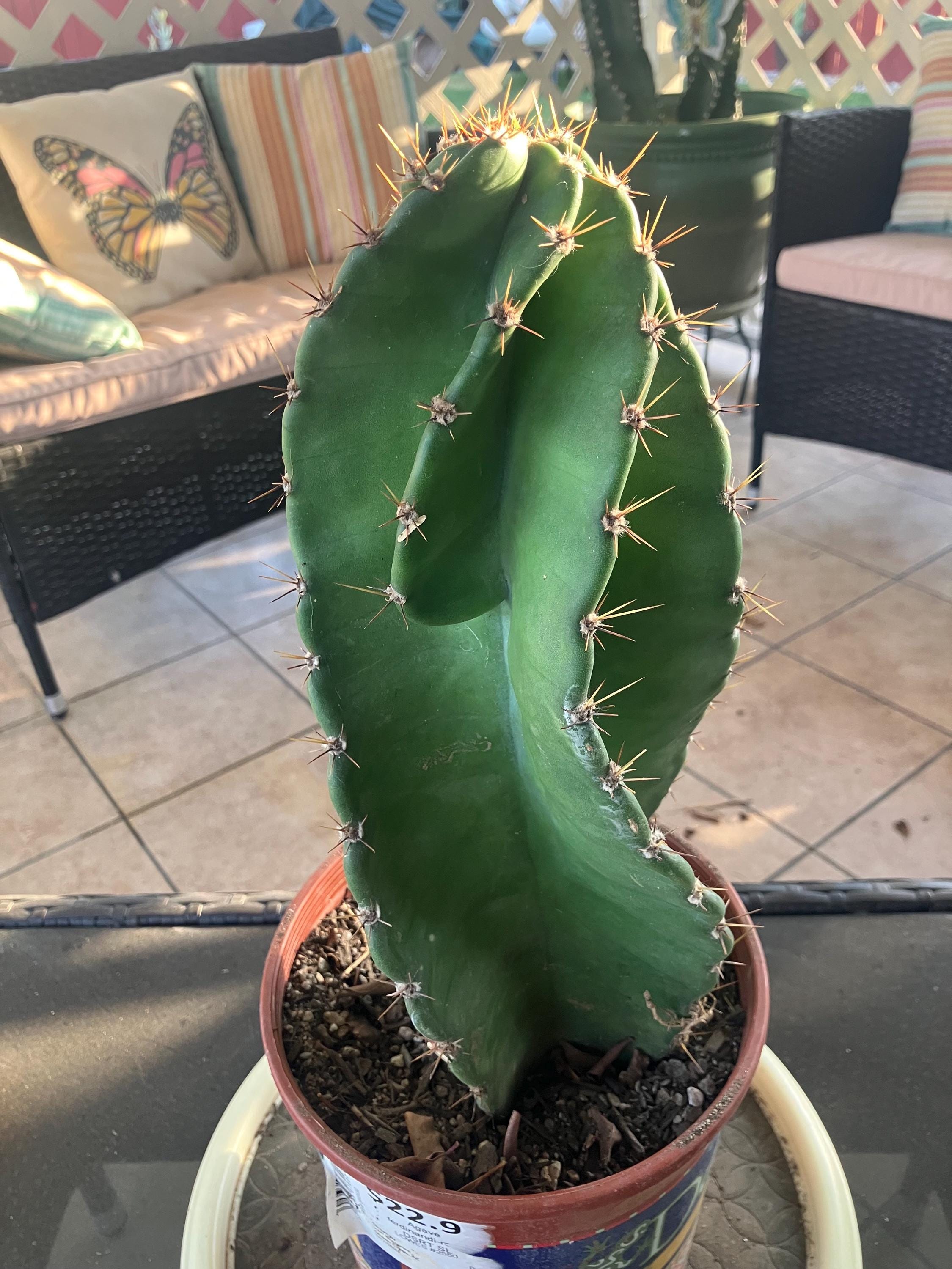 Cactus775 - Etsy