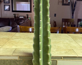 Cereus Peruvianus Cactus Cutting APPLE cactus 16 inch cutting FAST shipping