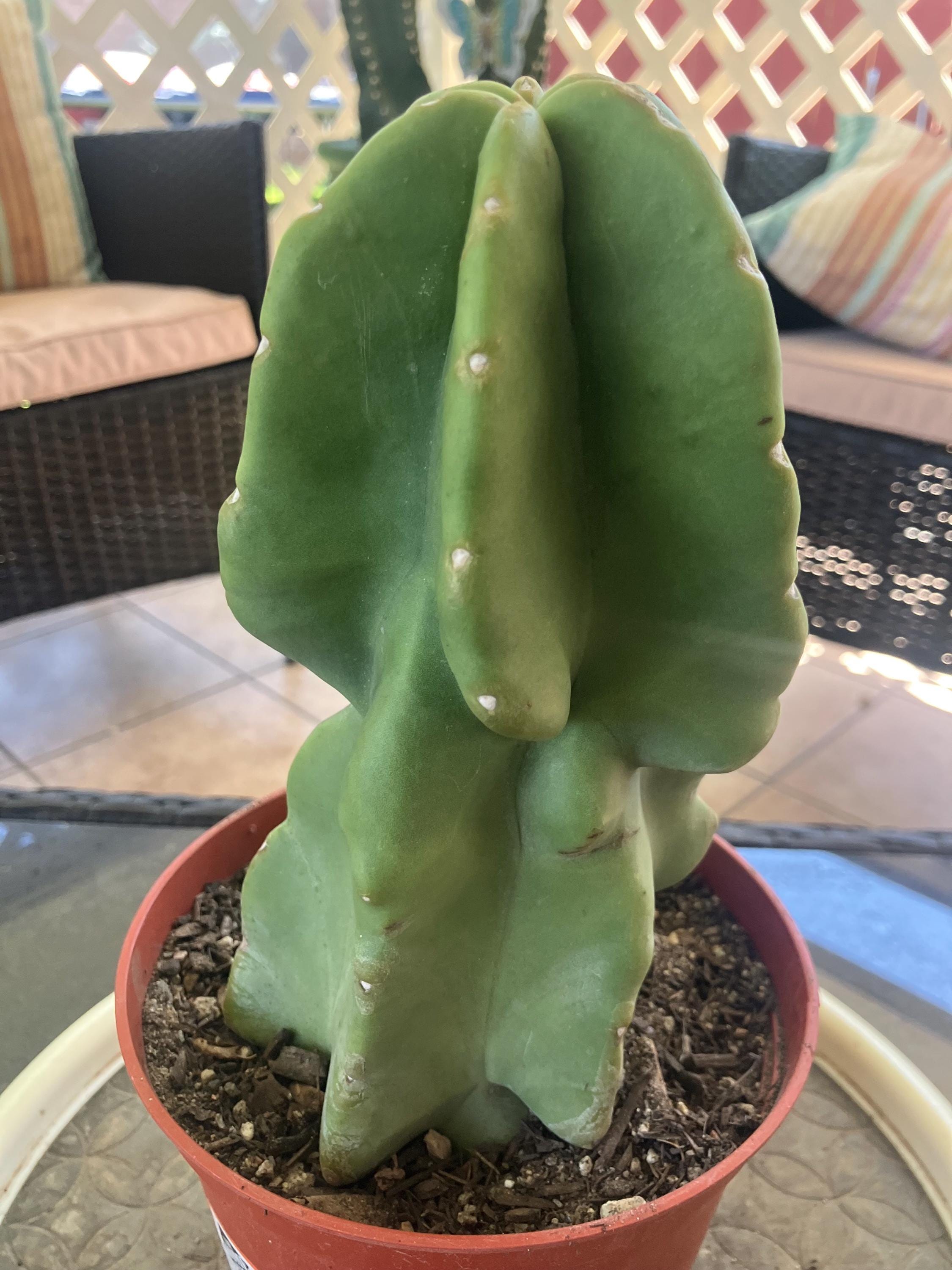 Cactus775 - Etsy