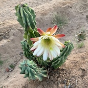 Cactus775 - Etsy