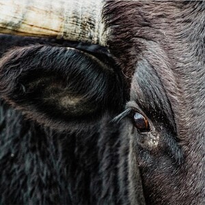 Digital Print-Cow