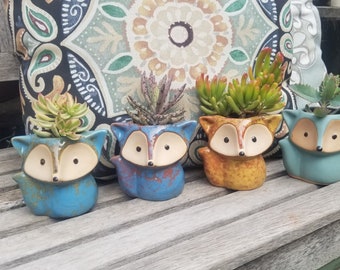 Maceta de zorro con planta suculenta viva