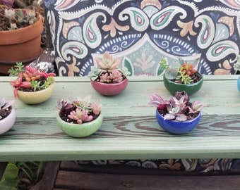 Mini jardinera redonda con plantas vivas