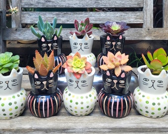 Adorable Cat Planter with Live Succulent Plant