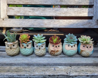 New Owl Planter with Live Succulent Plant