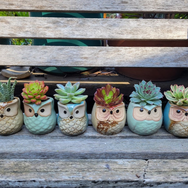 New Owl Planter with Live Succulent Plant