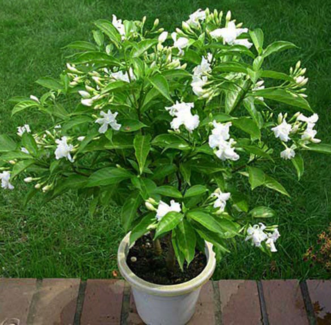 Sambac Jasmine Low Maintenance Live Plant Flowers and Etsy