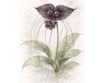 Stampa botanica del fiore del pipistrello – Illustrazione di Tacca Chantrieri, poster naturalistico esotico / Arte murale opaca / Stampe per la casa di Baremoon